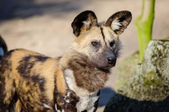 African wild dog African wild dog