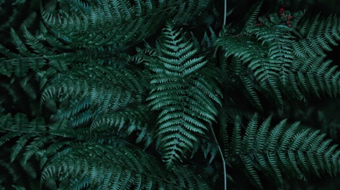 Green Leaves as symbol for Sustainability Green Leaves as symbol for Sustainability